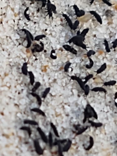 Hypogastrura vernalis