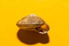 Aegopis gemonensis
