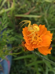 Misumenops callinurus