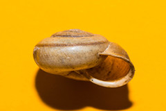 Campylaea illyrica