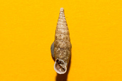Cochlodina comensis