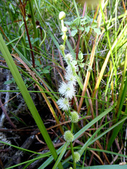 Sparganium subglobosum