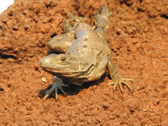 Ctenosaura similis