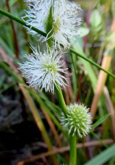 Sparganium subglobosum