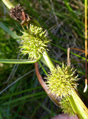 Sparganium subglobosum