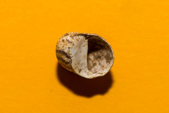 Theodoxus danubialis