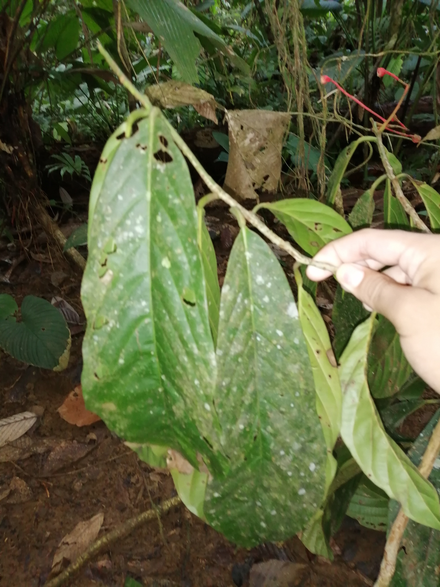 Imagem de Canela-sassafrás