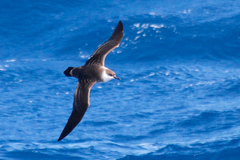 Ardenna gravis