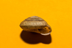 Aegopis gemonensis