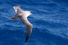 Procellaria cinerea