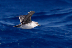 Procellaria cinerea