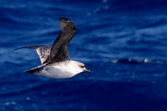 Procellaria cinerea
