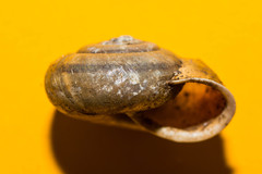 Campylaea illyrica