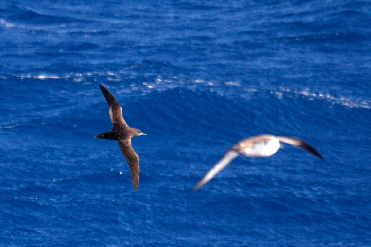 Sooty Shearwater