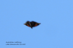 Doleschallia bisaltide australis