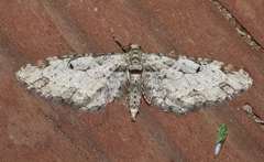 Eupithecia zelmira