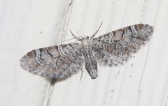 Eupithecia implorata