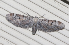 Eupithecia implorata