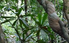 Ancistrocladus tectorius