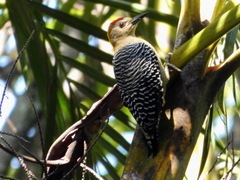 Melanerpes hoffmannii