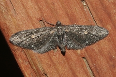 Eupithecia gilvipennata