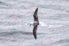Pterodroma lessonii