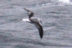 Pterodroma lessonii