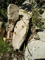 Bupleurum libanoticum