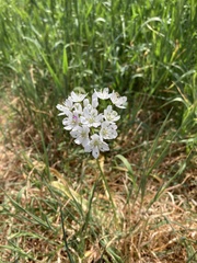 Allium neapolitanum