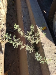 Prosopis strombulifera