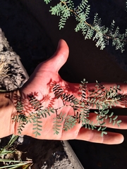 Prosopis strombulifera
