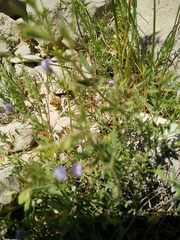 Vicia orientalis