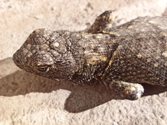 Sceloporus grammicus