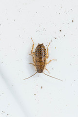 Phyllodromica