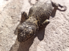 Sceloporus grammicus