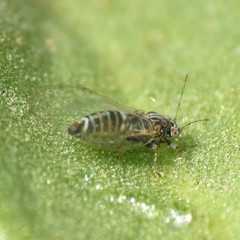Bactericera cockerelli