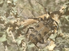 Coenopoeus palmeri