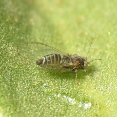 Bactericera cockerelli