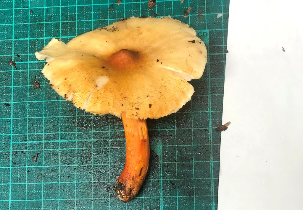 Tricholoma aurantiipes