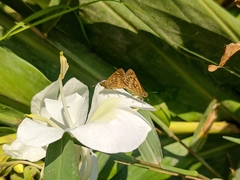 Vehilius celeus