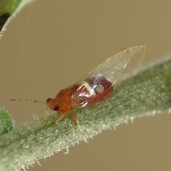 Bactericera dorsalis
