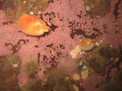 Halocynthia pyriformis