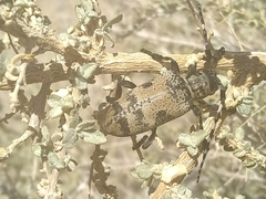 Coenopoeus palmeri