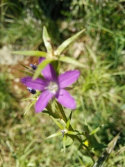 Legousia falcata