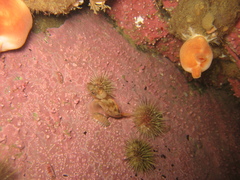 Halocynthia pyriformis