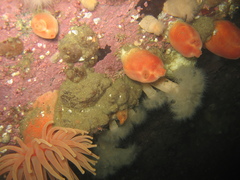 Halocynthia pyriformis