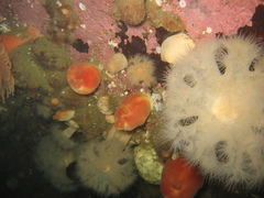 Halocynthia pyriformis