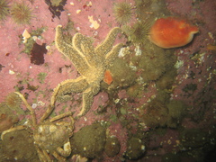 Halocynthia pyriformis