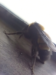 Bombus sonorus