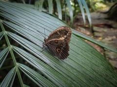 Dasyophthalma creusa